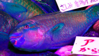 Рыбы-попугаи Сашими - Уличная еда в Японии (Видео)