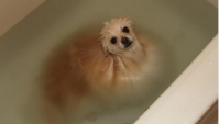 Мокрый Померанский шпиц в ванной выглядит как водоросли Тороро комбу в супе-мисо