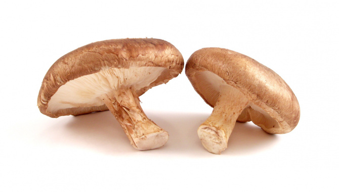 Шиитаке - съедобный гриб, произрастающий в Восточной Азии
