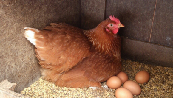 Двойные желтки в куриных яйцах - вполне естественно!
