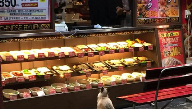 Модели блюд на витрине японского ресторана настолько реалистичны, что ввели в заблуждение голодного котенка!