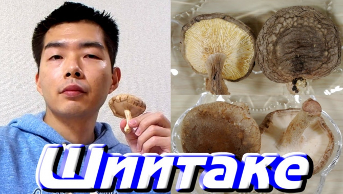 «Шиитаке» - самый популярный гриб в Японии
