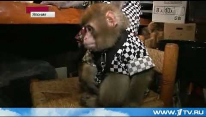 Официанты-обезьяны в японском ресторане!