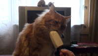 Как правильно кошкам есть мороженое