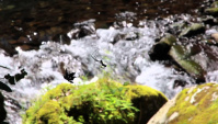 Водопад Джёрэй но Таки и много васаби - Видео