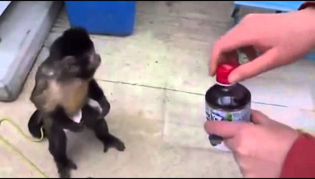 Умная обезьянка приобрела себе напиток!