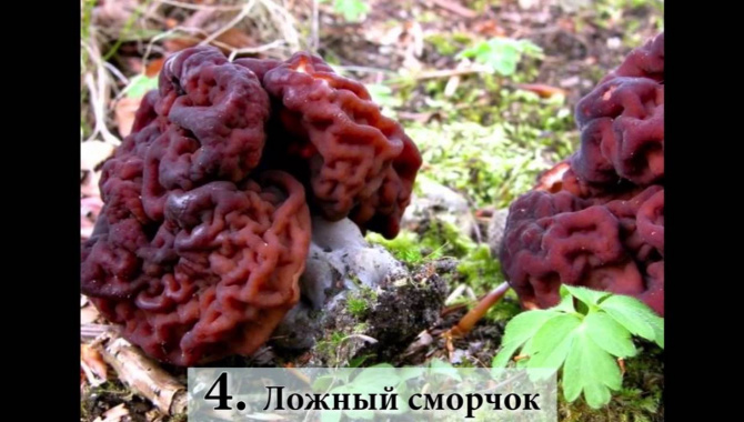 10 самых необычных грибов