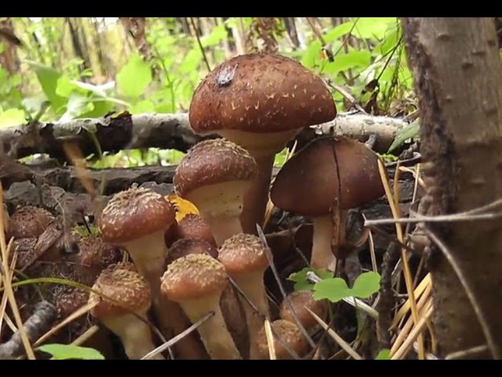 Покажи видео грибов