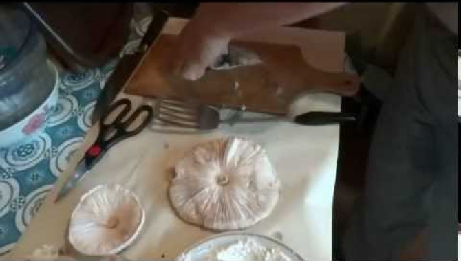 Съедобные грибы Зонтики