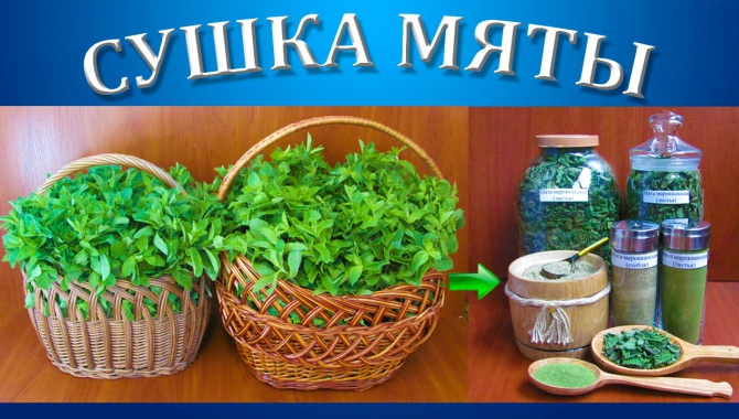 Как сушить мяту на зиму в сушилке