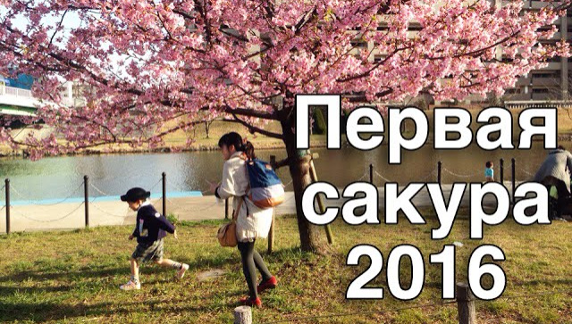 Раннее Цветение Сакуры в Японии в 2016. Первая Сакура - Видео
