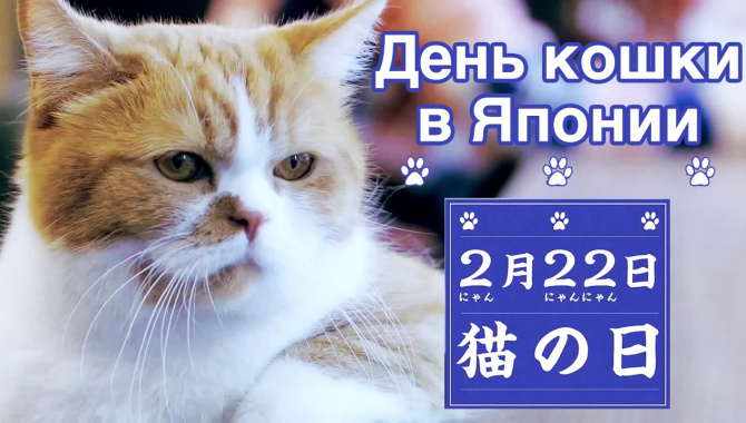День Кошки в Японии - Видео