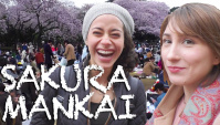Цветение сакура в Токио Mankai! Sakura Bloom - Видео