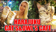 Японские кафе с совами и кошками (Видео)
