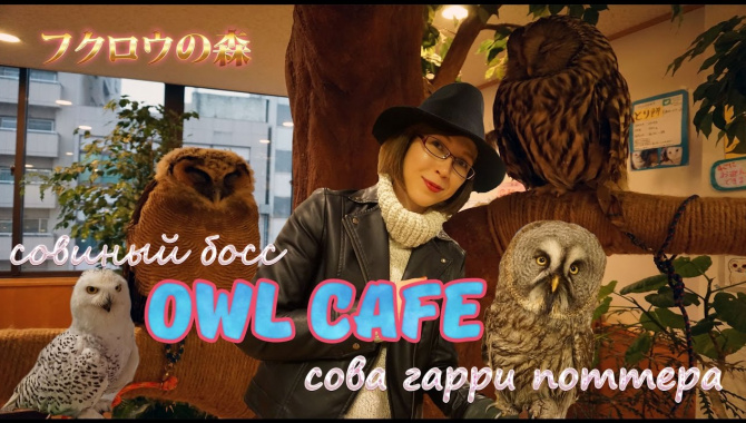 Cовиное кафе в Японии (Видео)