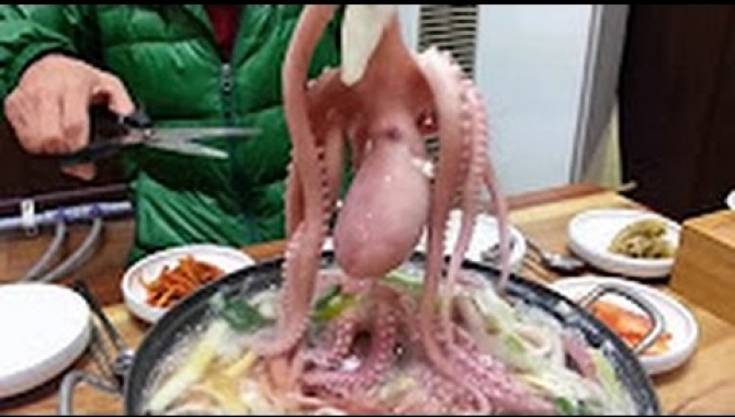 Блюда из живого осьминога. Безумная кухня Японии (Видео)