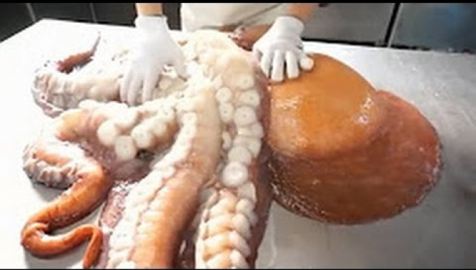 Разделка гигантского осьминога. Видео не для всех