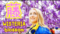 Цветение Глициний в Японии (Видео)
