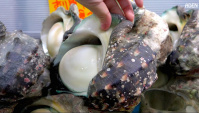 Японская уличная еда: гигантская морская улитка (Якогай) - Видео
