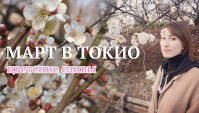 В Токио наступила весна! Чем отличается слива от сакуры? (Видео)