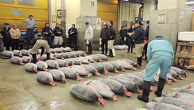 Рыбный Рынок Цукидзи - Аукцион Тунца (Видео)