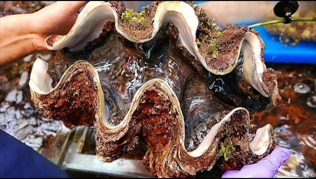 Уличная еда в Японии - Гигантский Съедобный Морской Моллюск (Видео)