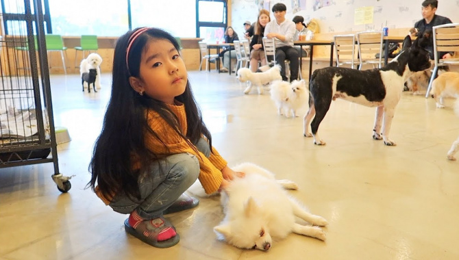 Милое кафе с собачками в Корее (Видео)