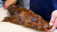 Уличная еда в Японии - Рыба-крокодил (Видео)