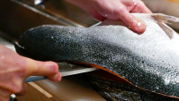 Японская Еда - Разделка лосося, скумбрии, кальмара. Приготовление суши (Видео).