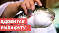 Удивительная еда со всего мира - Рыба фугу: рискованный японский деликатес (Видео)
