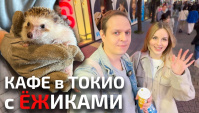 Выходной в Японии: прогулка по Харадзюку и кафе с ежами (Видео)